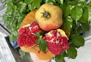5 món giàu chất chống oxy hóa tốt cho gan